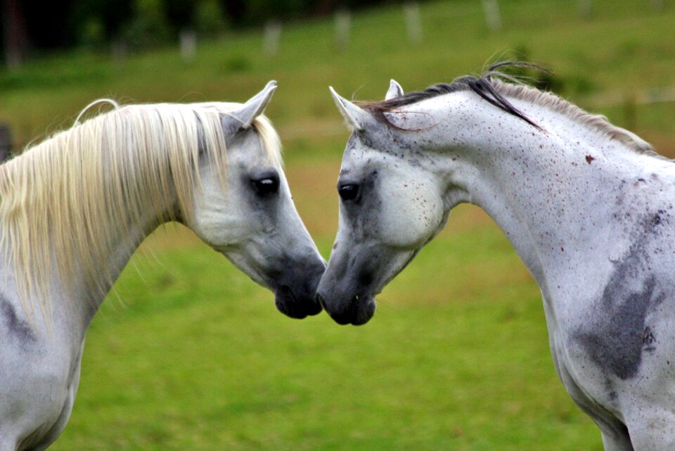 Animals meeting greeting