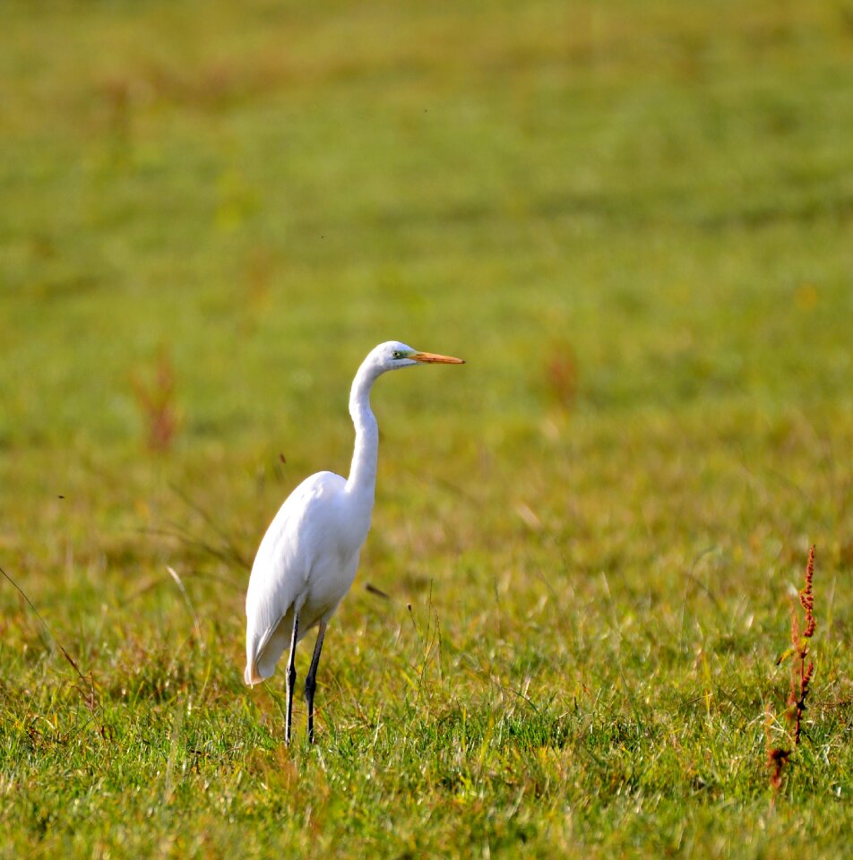Nature bird luxembourg