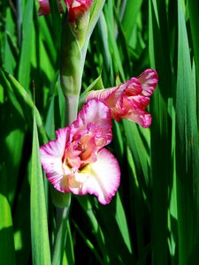 Nature summer iris