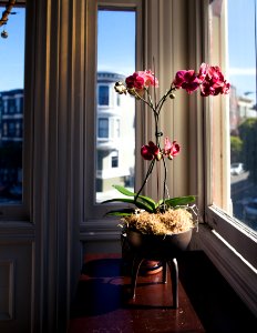 Sun, Sunlight, Home