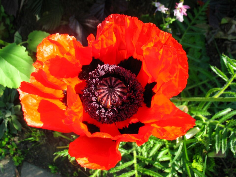 Red poppy poppy capsule blossom photo