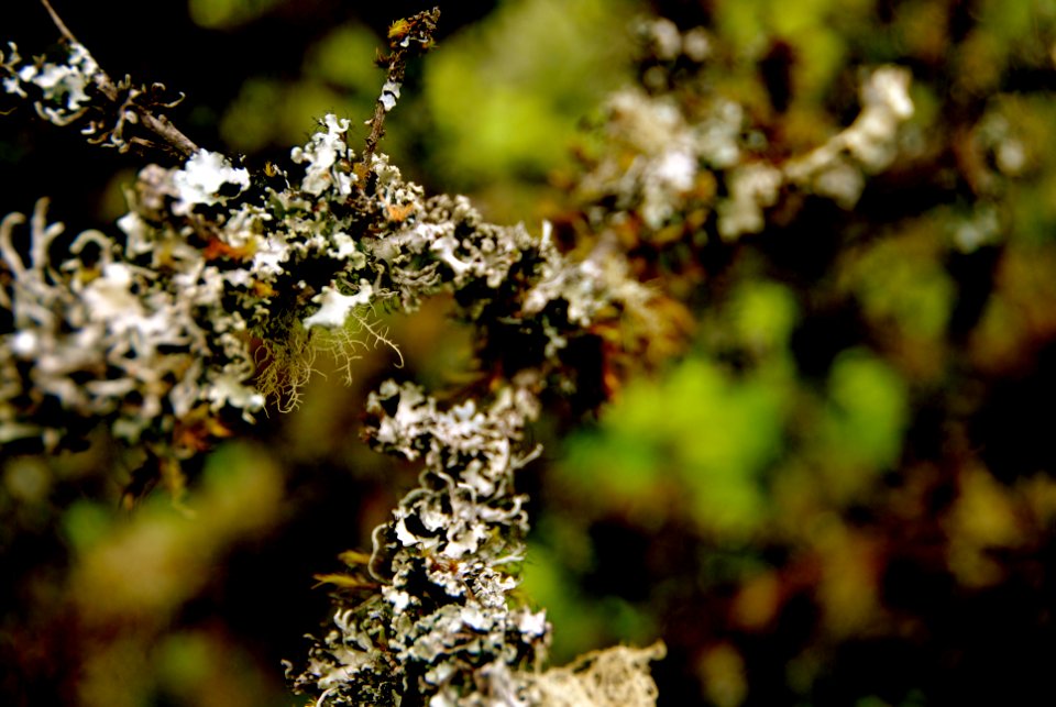 San bruno mountain state park, Brisbane, United states