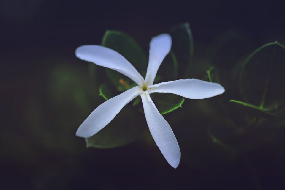 Punta mita, Mexico, Green