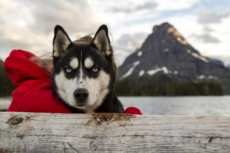 Portrait sled dog looking photo