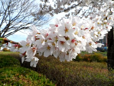 Jinjusi, South korea, Petals