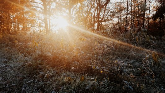 green grass and trees during sunrise