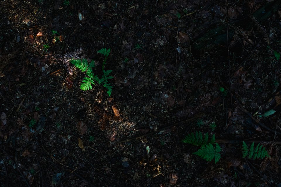 Sunlight, Sun, Green