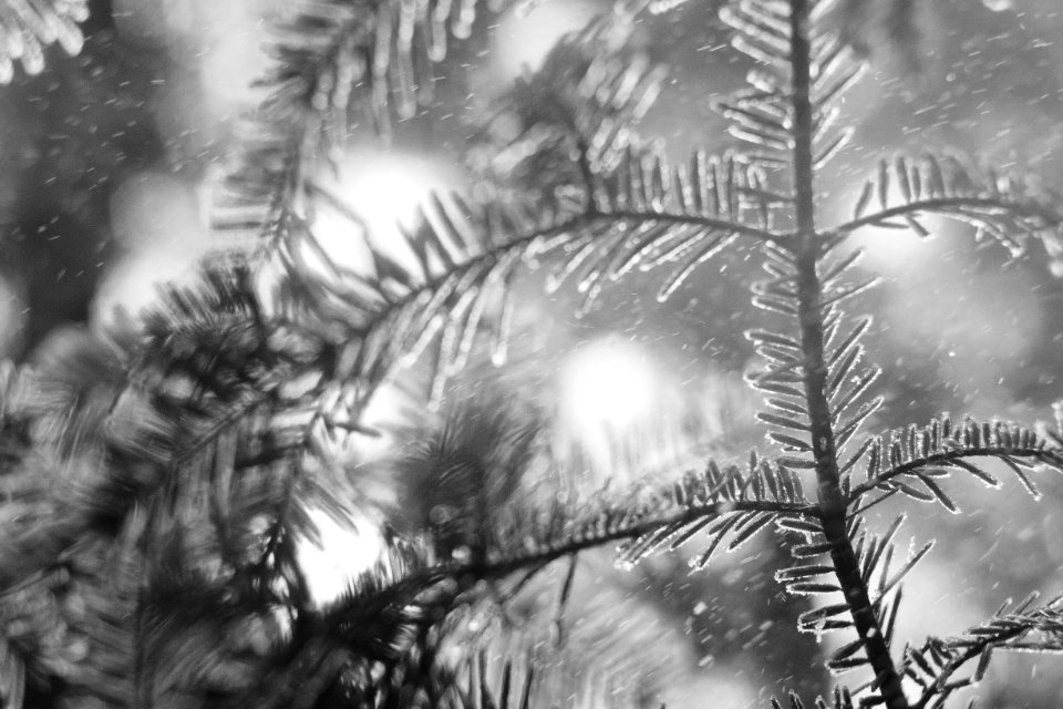 Frosted, Fujifilm, Bokeh