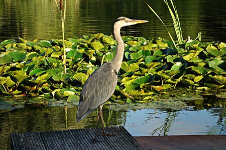 Water bird ardeidae long-legged