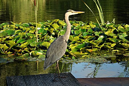 Water bird ardeidae long-legged photo