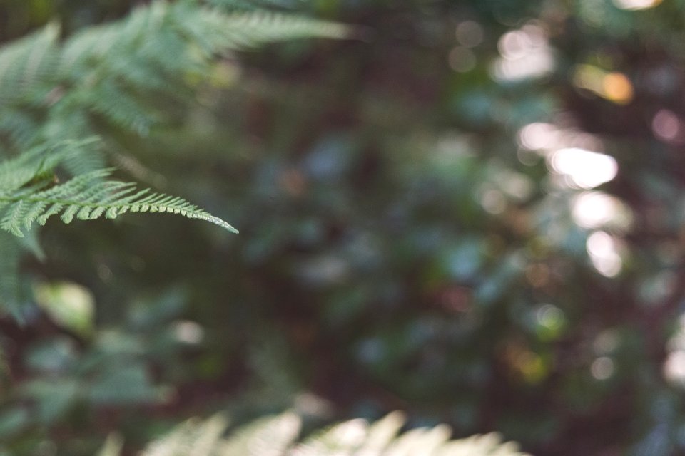 Bokeh, Forest, Fern photo