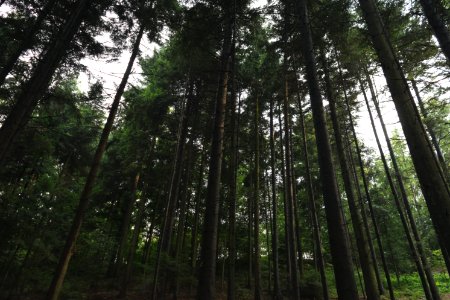 Nikon, Trees, Forest photo