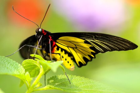 Blur butterfly close-up