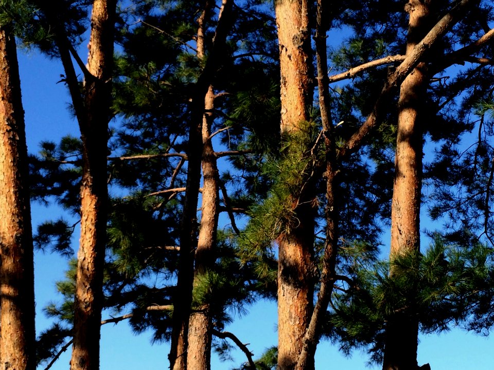 Trees, Forest, Pine tree