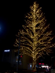 Tree, Illumination, Christmas