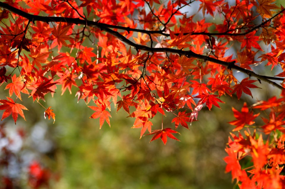 Autumn colors, Leaves, Autumn