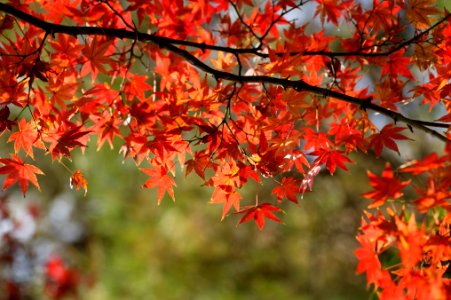 Autumn colors, Leaves, Autumn photo