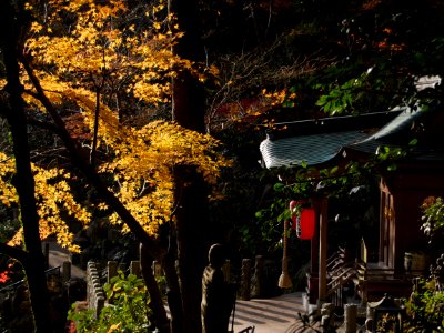 Autumn colors, Leaves, Autumn