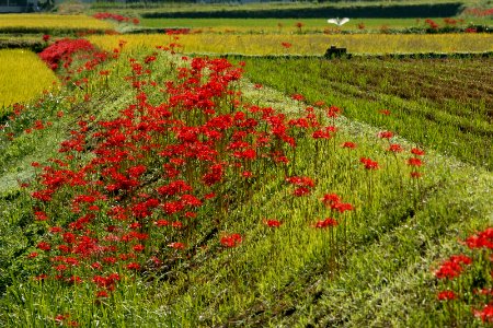 Red, Amaryllis, Lycoris