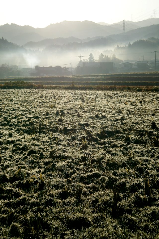 Dew, Morning fog, Nature