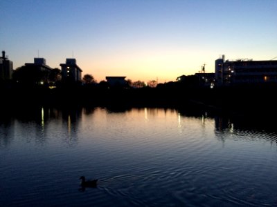 Duck, Water, Sky