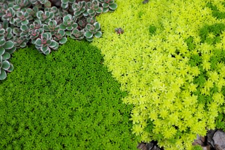 Moss, Garden, Nature