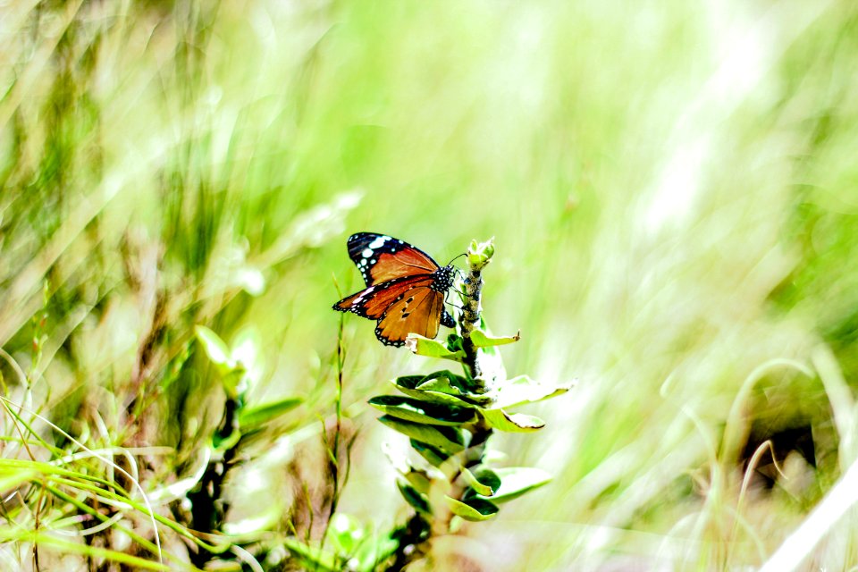 Cape town, South africa, Animal