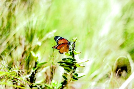 Cape town, South africa, Animal photo