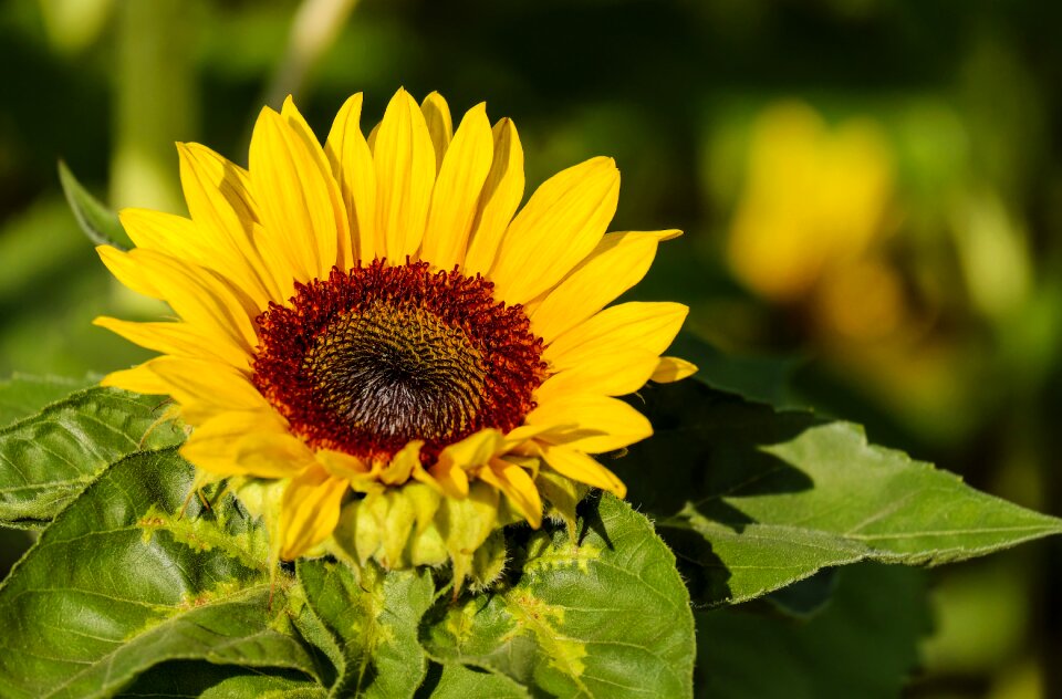Yellow field of flowers evening sun