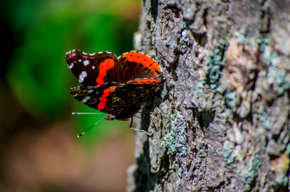 Rattlesnake point conservation area, Milton, Canada