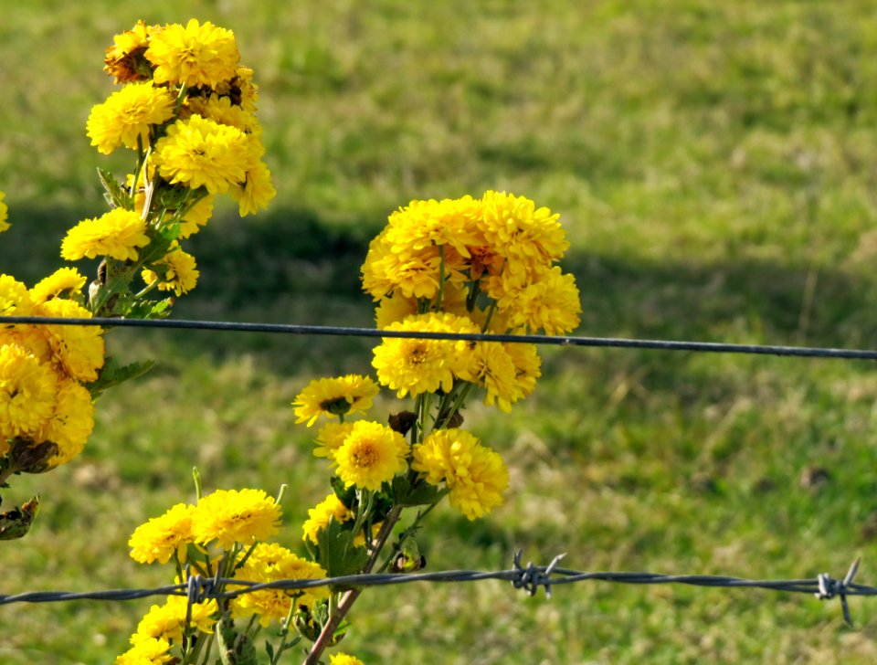 San luis al medio, Uruguay, Country