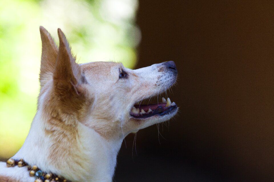 Chihuahua wind dog like white