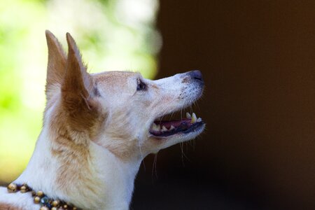 Chihuahua wind dog like white