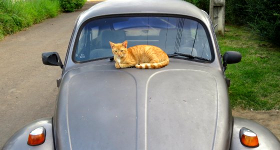 Brazil, Alto paraso de gois, Cat