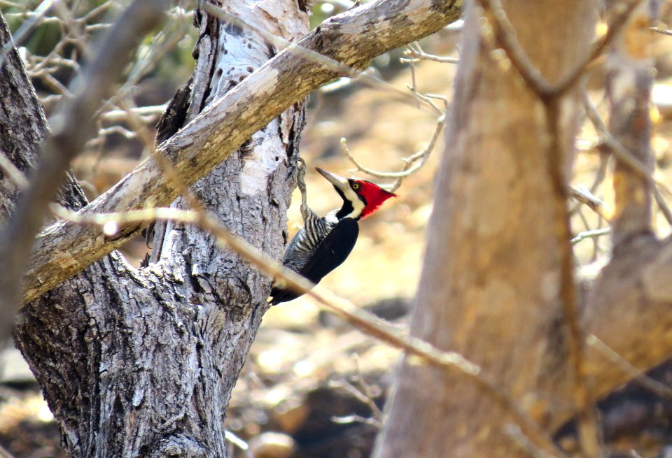 Serra da capivara, Brazil, Red
