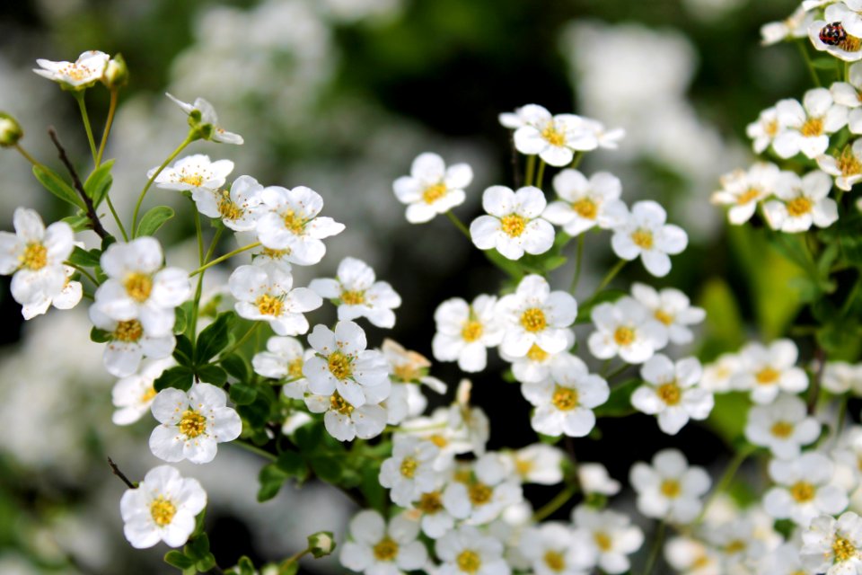 White, Flowers