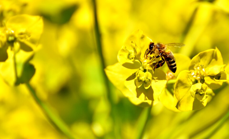 Bee insect nature
