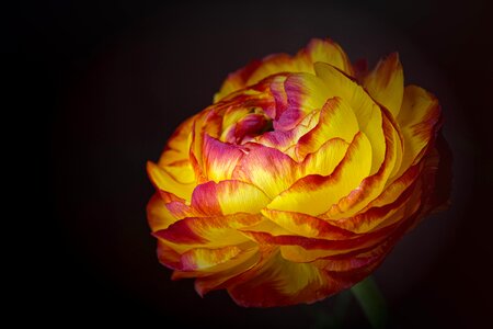 Blossom bloom yellow flower