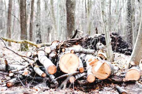 photo of cut wood log lot