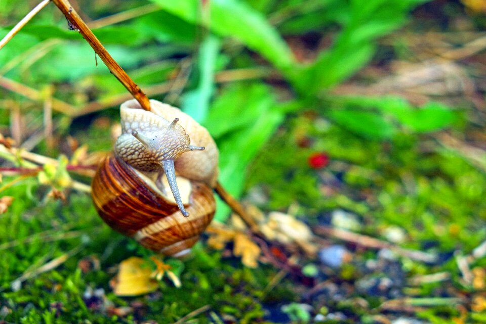 Mollusk branch probe
