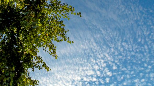 Clouds, Environment, Ecology