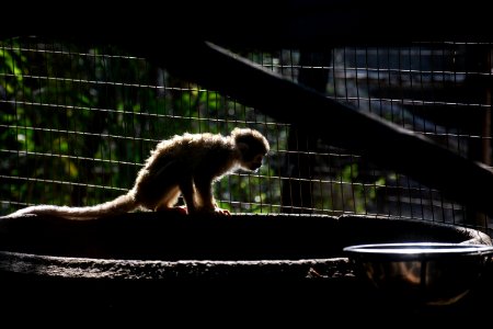 Monkey, Forest, Zoo