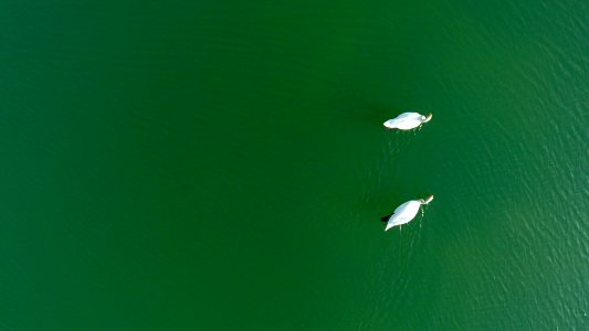 two white ducks on body of water