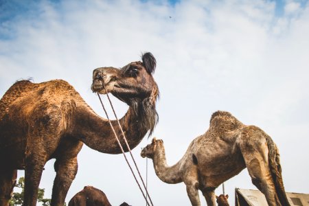 Pushkar, India, Erlust