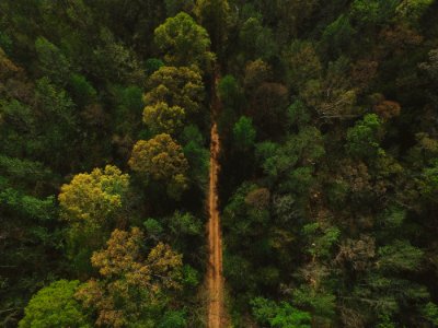 aerial photography of road between trees photo