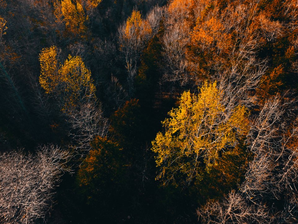 green and brown forest