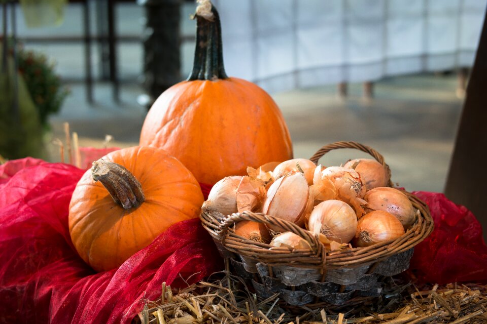 Thanksgiving harvest vegetables photo