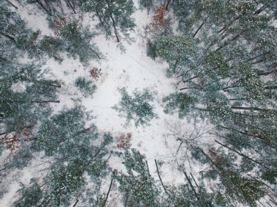 high-angle photography snow covered field with trees photo