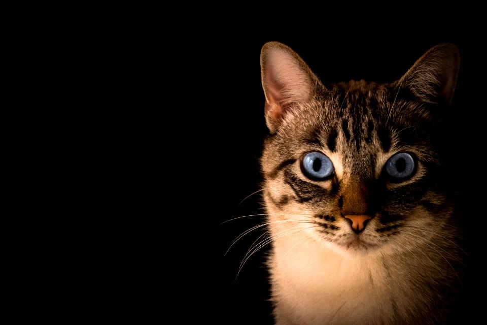 close up photo of tabby cat photo