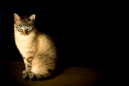 A cat sitting up staring at the camera, surrounded by a black background. photo